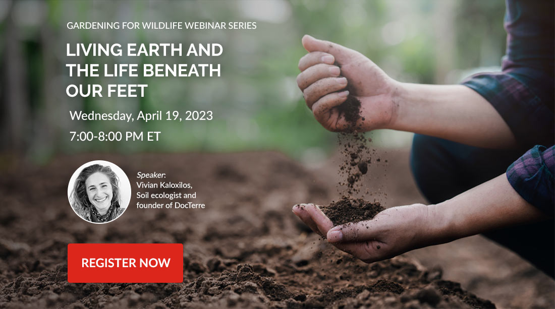 CWF_FCF's tweet image. Join CWF Wednesday, April 19th at 7pm ET for an eye-opening webinar with Vivian Kaloxilos, soil ecologist and founder of DocTerre, on the incredible interactions between soil organisms and plants.

Learn more: ow.ly/oCvZ50Ntnoq