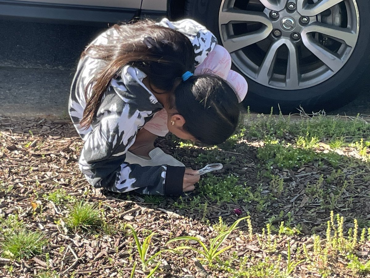 Loreniayr's tweet photo. 6th grade students learning about the reproductive parts of the flowering plants @CMMSCougars #LiveTheHabits https://t.co/IshcBfZ8GI