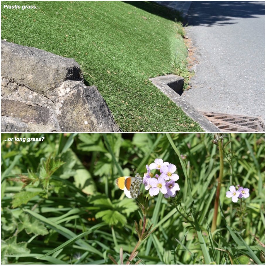 LGSpace's tweet photo. What would you choose? One has zero wildlife benefits and a high carbon footprint. The other boosts biodiversity – from butterflies, frogs and bees to mammals, bats and birds.
More: https://t.co/gIBa3vSTJD
#nature https://t.co/URHGVEimhs