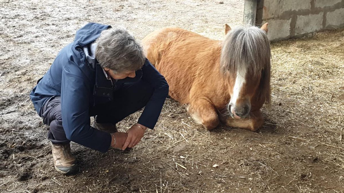 Equine Therapy Center tweet media