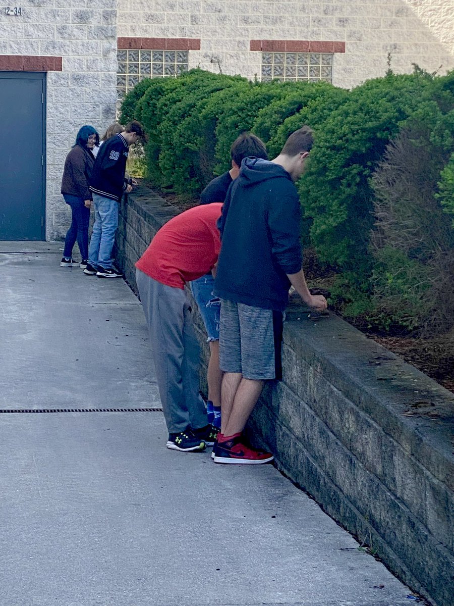 PepScienceSpot's tweet photo. Grade 9 “hunting” for Tardigrades stay tuned to see if we find any! #tardigrades #waterbears #mosspiglets #microbiology #microscopy  #microscopiclife #schoolyardscience https://t.co/m41r8wF5Fn