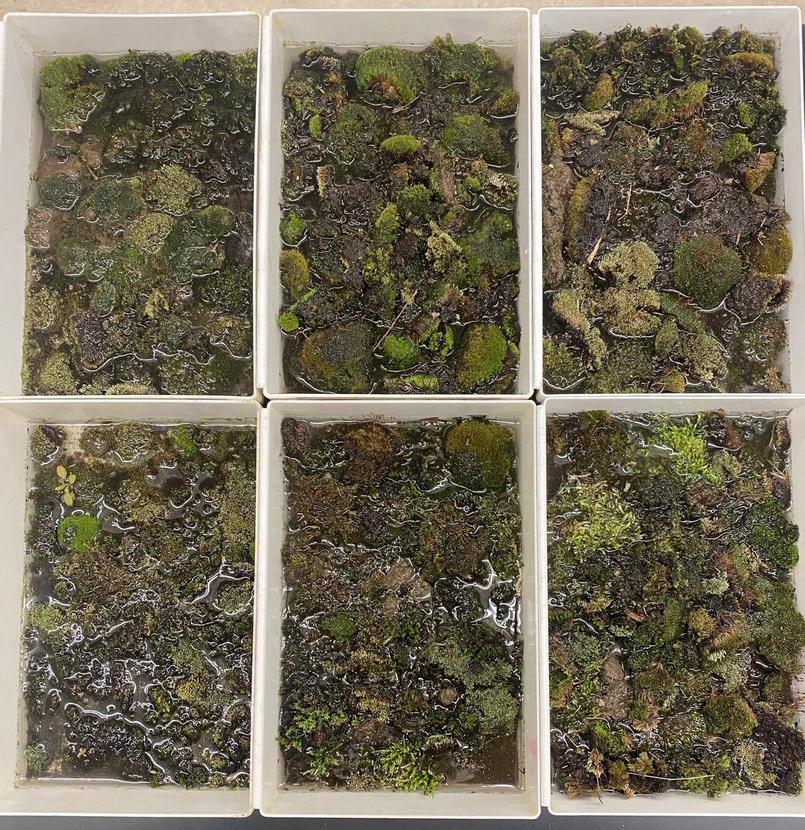 Grade 9 “hunting” for Tardigrades stay tuned to see if we find any! #tardigrades #waterbears #mosspiglets #microbiology #microscopy  #microscopiclife #schoolyardscience