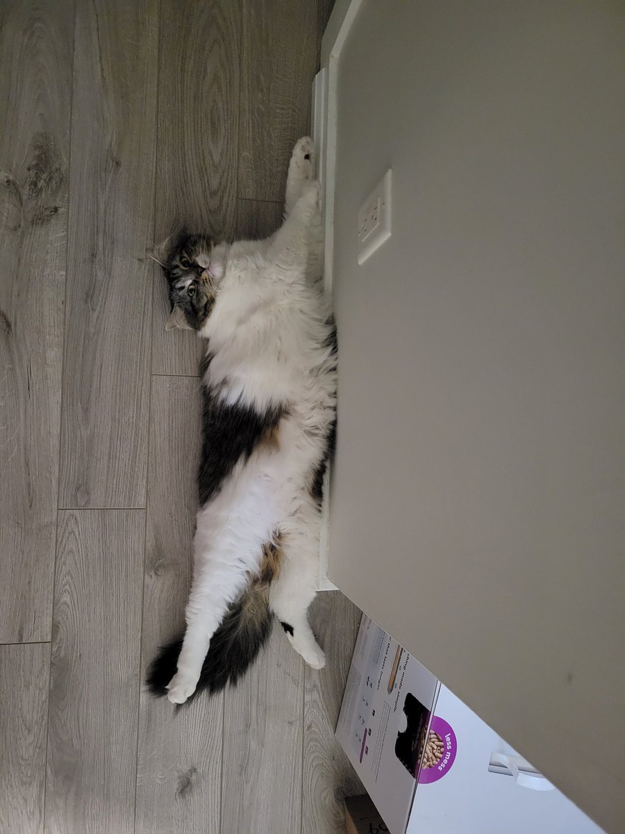 If you see this tweet, quote tweet it with the most recent photo you took of your pet. No cheating.