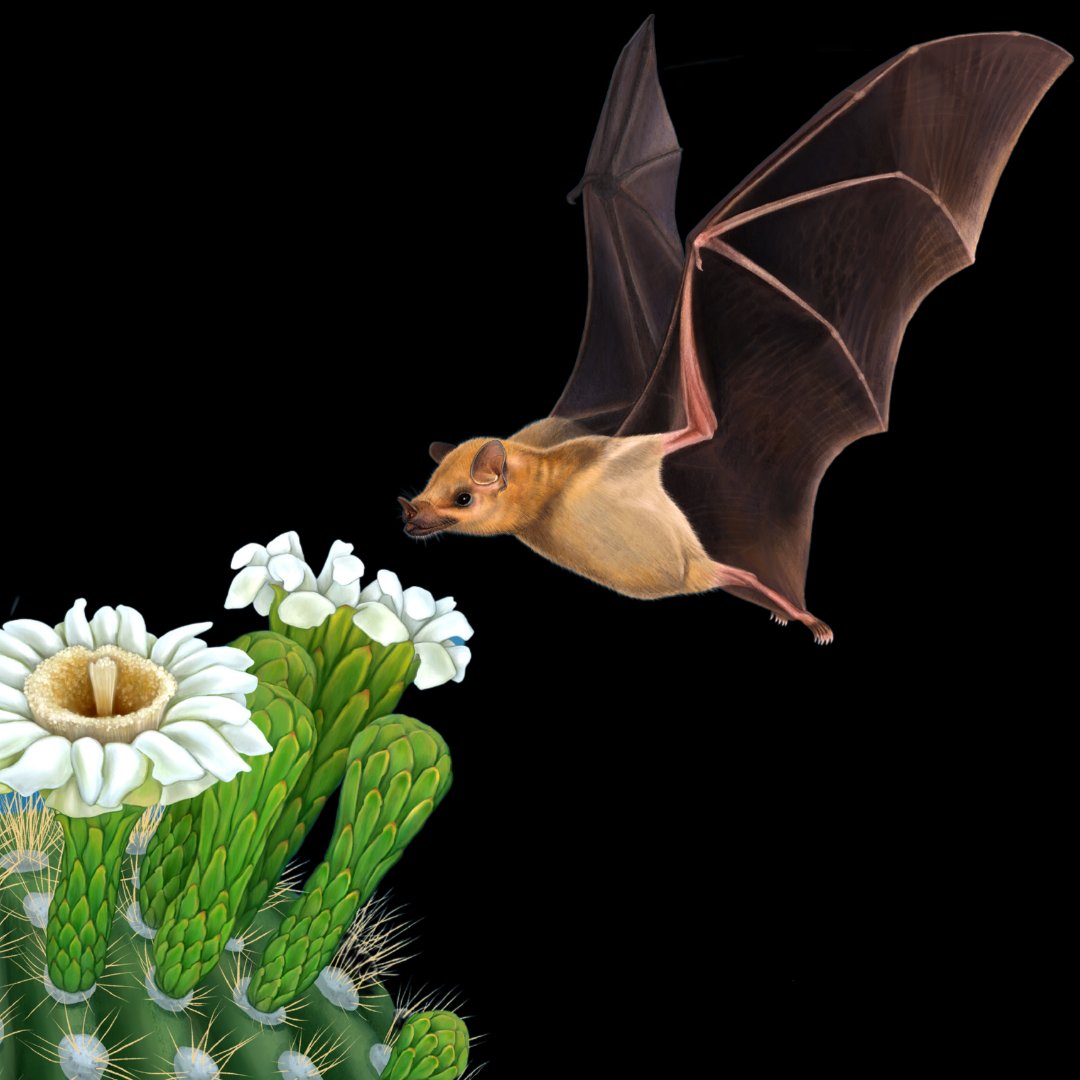 Pollinators's tweet photo. Happy #BatAppreciationDay! Most nectar bats are solitary eaters with wide ranges for foraging. Individuals may fly tens of kilometers from their day roosts to feeding areas each night, transferring pollen on the fur of their faces and shoulders for long distances between plants! https://t.co/dcoG0x2KcF