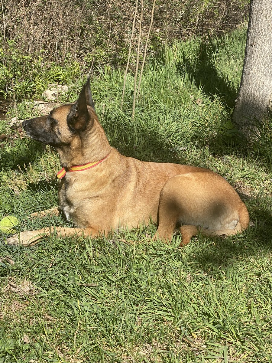 santiaguiño tweet media