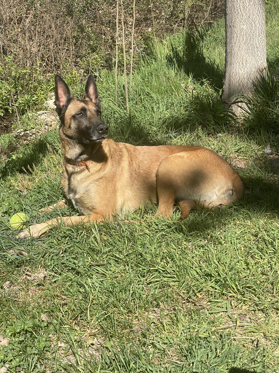 santiaguiño tweet media