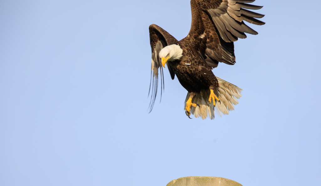 VirtualAstro on Twitter "Bald Eagle Lands at Kennedy Space Center via