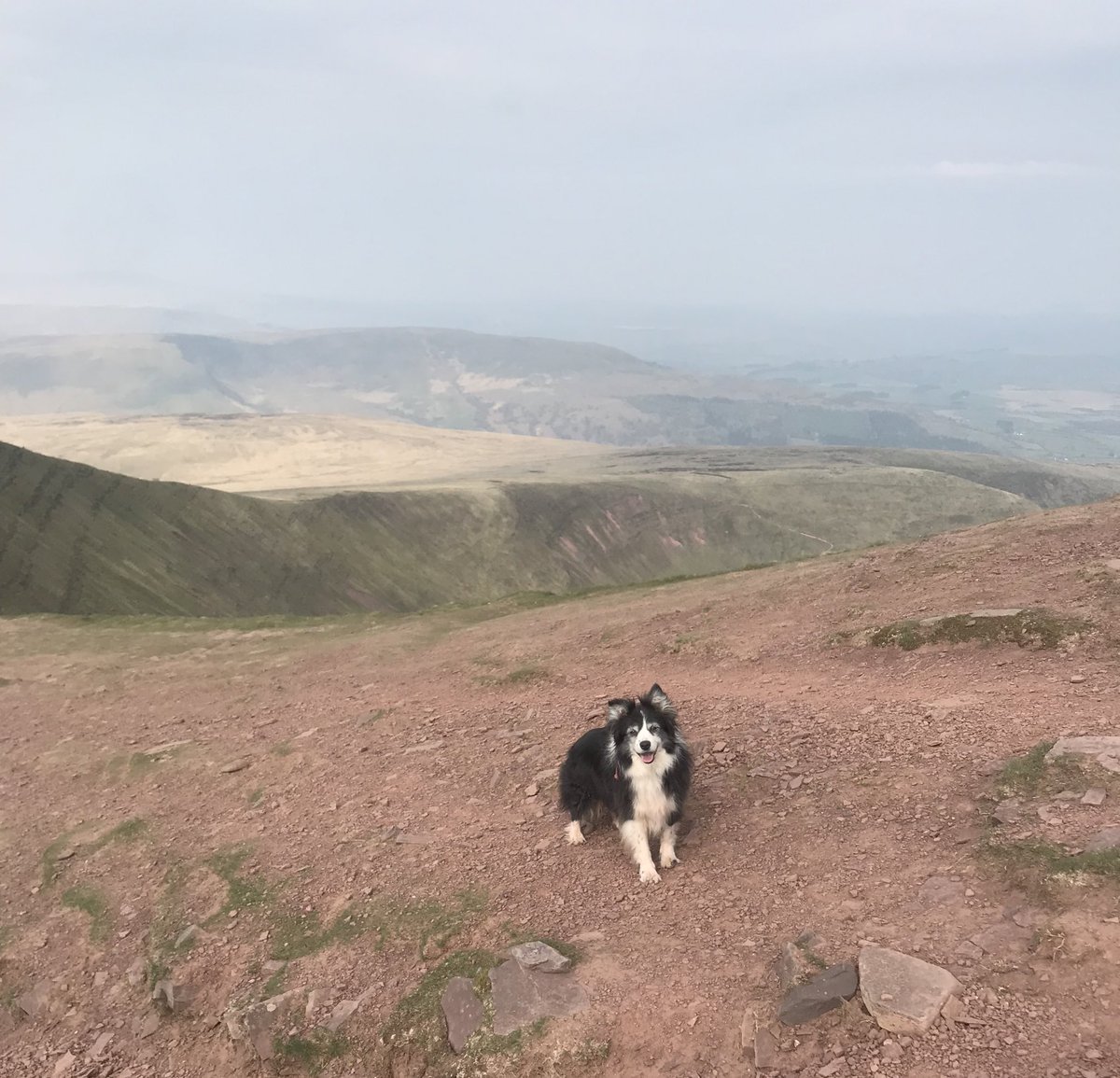 2 weeks ago I lost my precious girl, Maisie 🤍 she was the best companion to have by my side for 15 years and she meant the absolute world to me 💫