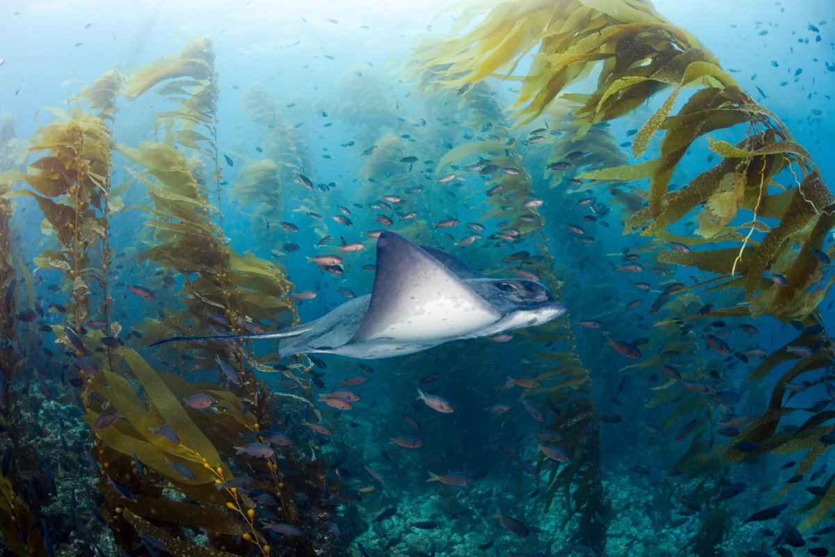 California ocean biodiversity is at risk according to a new report by <a href="/oceana/">Oceana</a> and <a href="/SeaTurtles_org/">TIRN</a>. Mile-long set gillnets meant to catch California halibut and white seabass off SoCal are catching more than 125 different species of ocean animals. Read more bit.ly/43BTNPQ