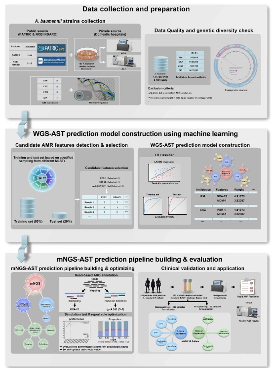 ASMicrobiology's tweet photo. Researchers developed a machine model using Acinetobacter baumannii to explore a fast antibiotic susceptibility testing (AST) approach using metagenomic next-generation sequencing data. Learn more in #JClinMicro: https://t.co/re5MJ1snzA https://t.co/rvN1H0QZZx