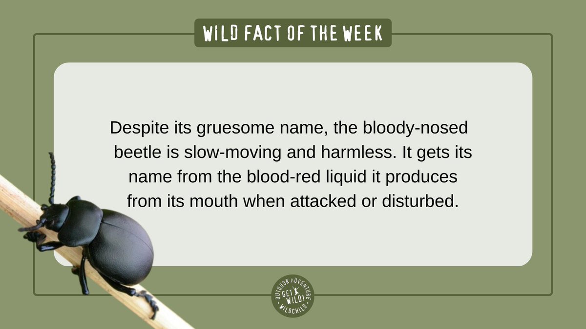 Wildchild_uk1's tweet photo. Have you heard of the bloody-nosed beetle? π©Έ
There are over 4,000 different beetle species in the British Isles, in various shapes, sizes and colours. Finding a beetle bumbling along during our wild explorer sessions is always exciting!
#Britishbeetles #britishinsects https://t.co/oolj2f1E2x