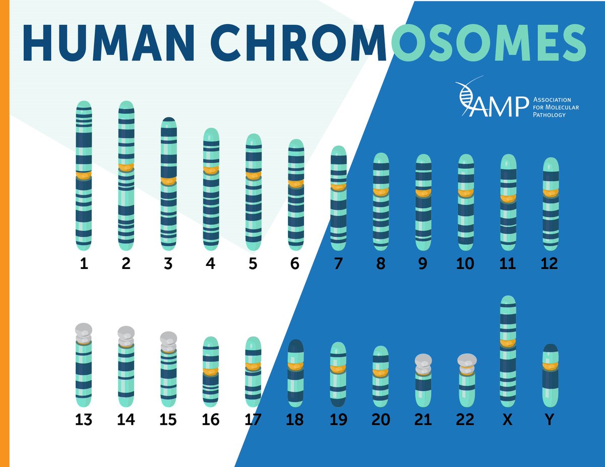 AMPath's tweet photo. We are pleased to share new resources on molecular testing for inherited disorders, including two infographics and a glossary of 80+ terms that may be unfamiliar to the general public:
https://t.co/xajtuPrRMG #molpath #cysticfibrosis #Duchenne #MuscularDystrophy #FragileX https://t.co/KMaYmnY3eZ