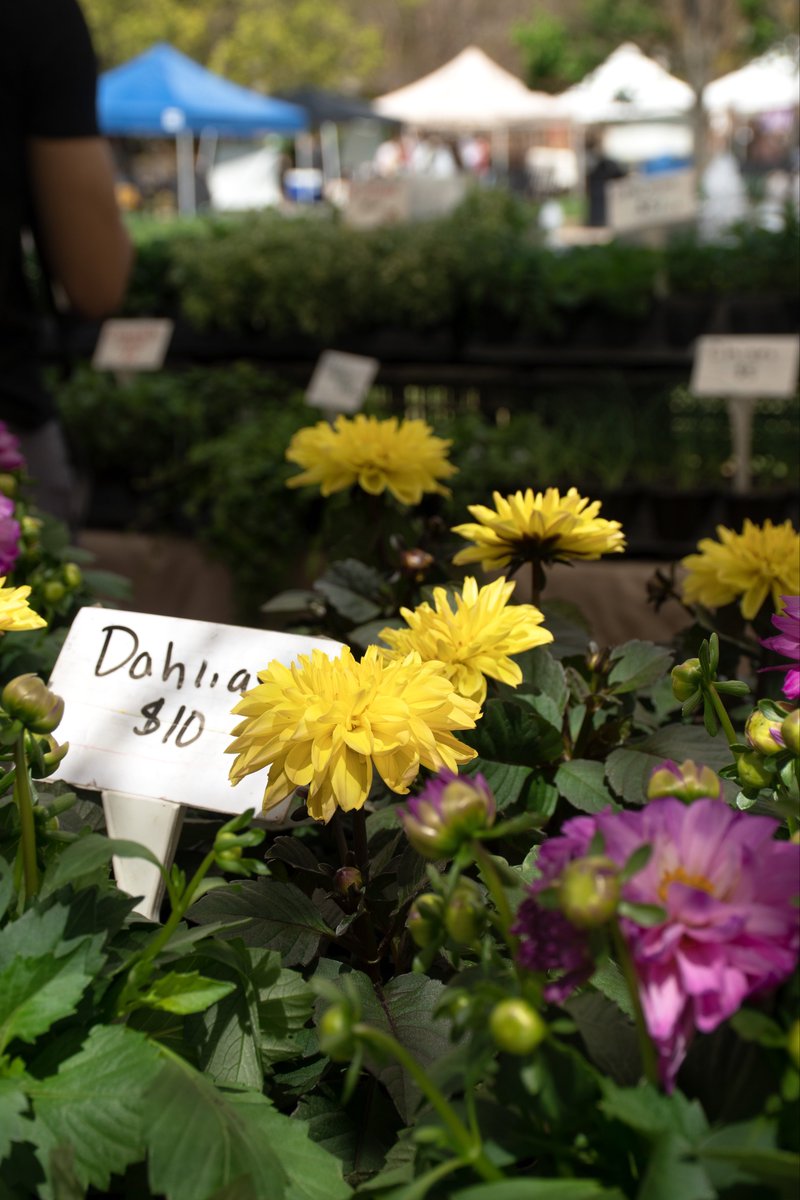 pecoranews's tweet photo. The @FarmersMarketUM , held Wednesdays from spring through fall, offers fresh produce, flowers, prepared goods and even does cooking demos. https://t.co/ysIuCruIJr