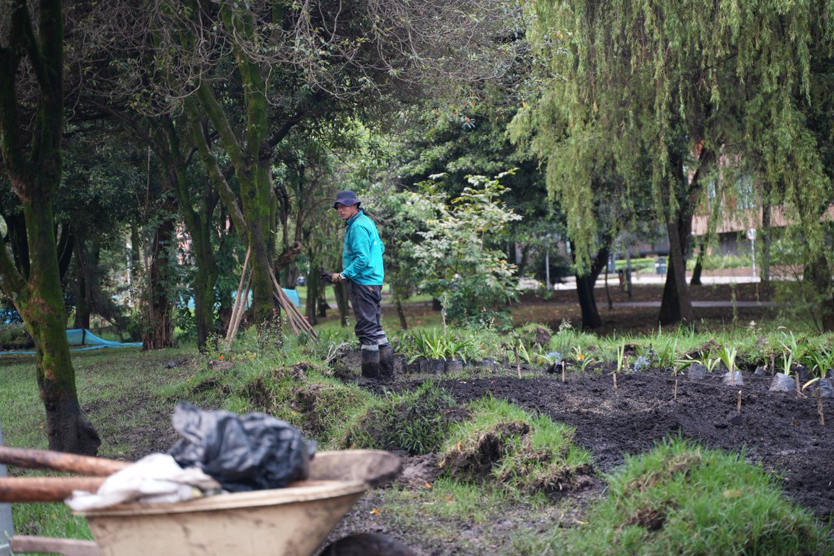 AcueductoBogota's tweet photo. A propósito del Día de Apreciación de los Murciélagos, destacamos la adecuación del Parque El Virrey como nuevo hogar para la conservación de estas especies que 🦇son polinizadoras, controladores biológicos y contribuyen a dispersar las semillas.

Más info https://t.co/F8CVirCKCt https://t.co/BKgAzDs1s0