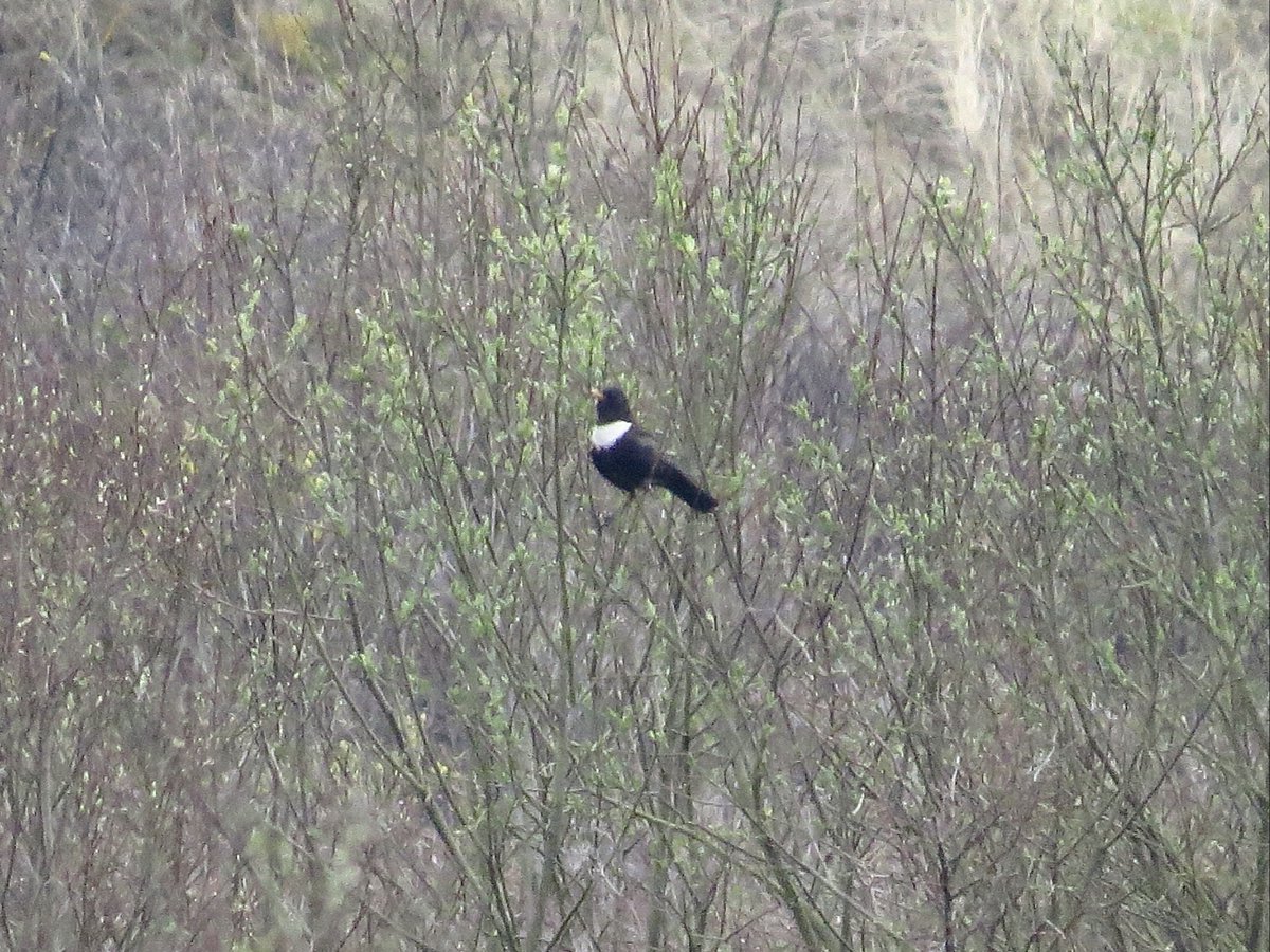 PeteKinsella2's tweet photo. Two male Ring Ouzels at Ainsdale, Merseyside, today were typically furtive, but showed occasionally at long range. Also male Whitethroat, 3 Wheatears, Blackcap, 10+ Willow Warblers and a pair of vocal adult Med Gulls @BirdGuides #springbirding #ouzel https://t.co/UpyEbWReOS