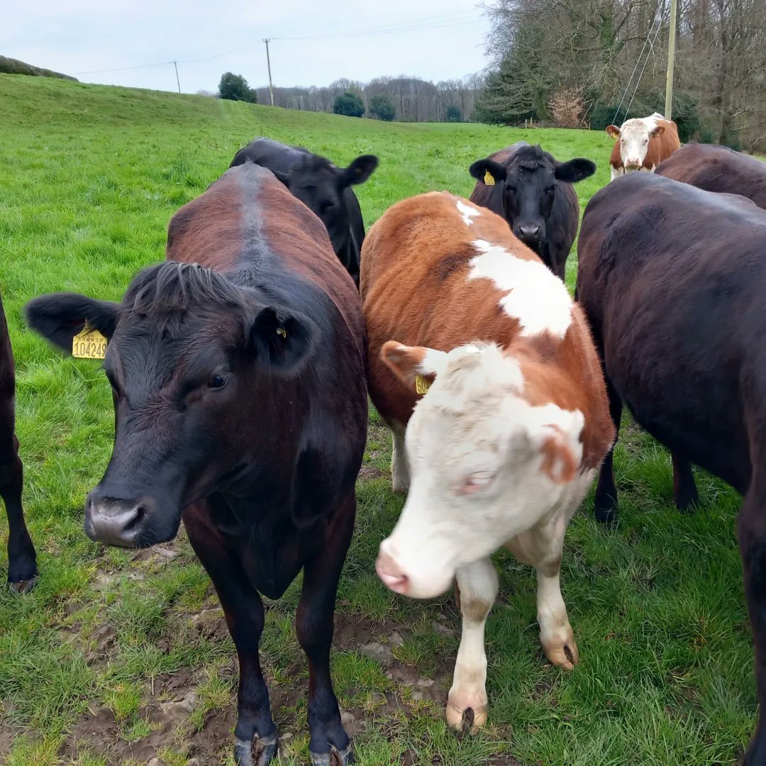 lazyperfection's tweet photo. Lambs and cows on our afternoon stroll #walking #exercise #wiltshire #lambs #spring #rurallife #countrylife #longleat #cranbornechase #aonb #lovewhereyoulive #countrywalk #outdoors #cows #cowsoftwitter #sheepoftwitter https://t.co/OKDklOlcL7