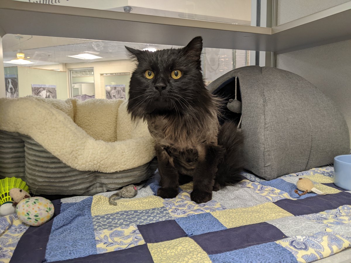 nhspca's tweet photo. 10-year-old Yukon is still looking for a home. He is a very sweet boy who has lots of love to give. 

More on Yukon: https://t.co/SW8yt3ENac https://t.co/FoAu7d6txR