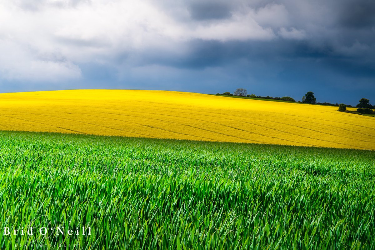 It’s that time of year again.Meath & Louth are brimming in fields of yellow this year. Still looking a good composition though. This one was taken in Bellewstown a few years ago
#rapeseed #rapeseedfield #rapeseedoil #meath #irishcountryside #fieldsofgold #yellow #BONPhotography