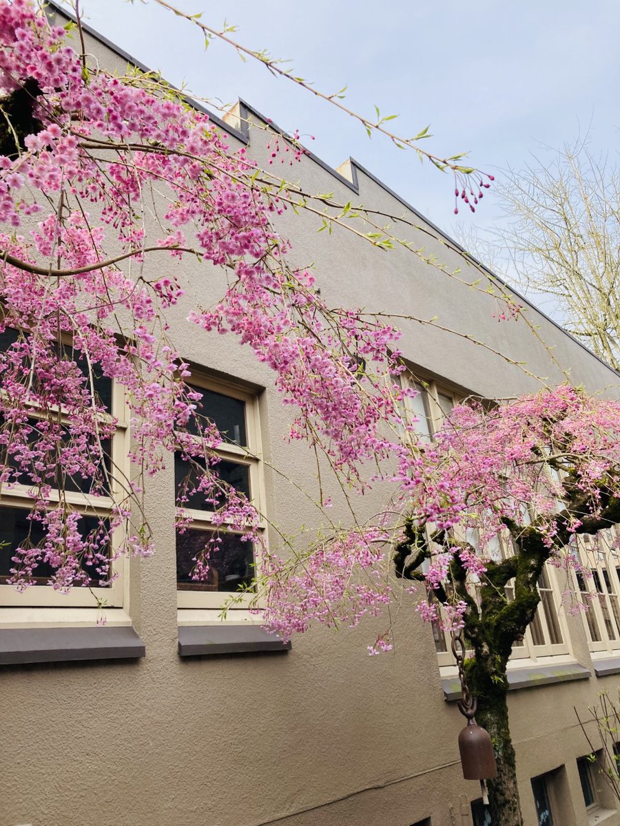 graceportland's tweet photo. Around the courtyard, signs of spring are appearing. What are some things you enjoy about spring?

#episcopalian #episcopalchurch #episcopaloregon #oregonepiscopal
#allarewelcome #spring https://t.co/h8D5JEwmRl