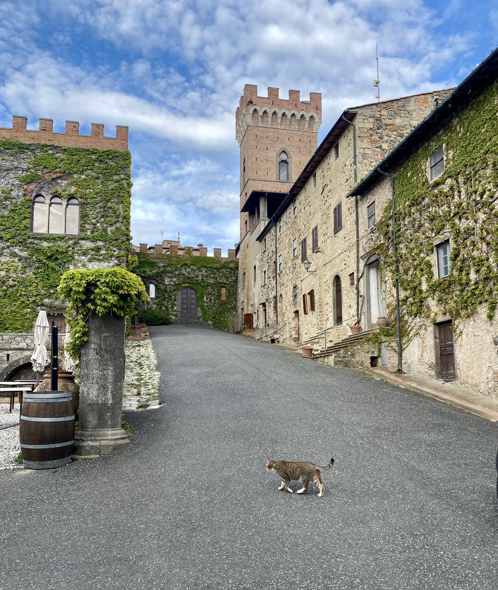 Conly0301's tweet photo. #Querceto mit Katzenbegleitung.😻 https://t.co/EPqqR2f0ZL