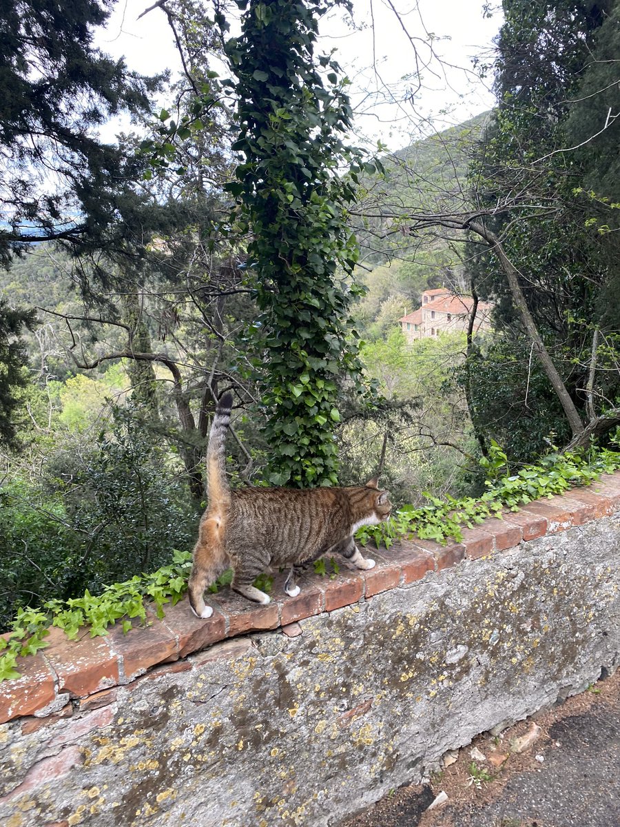 Conly0301's tweet photo. #Querceto mit Katzenbegleitung.😻 https://t.co/EPqqR2f0ZL