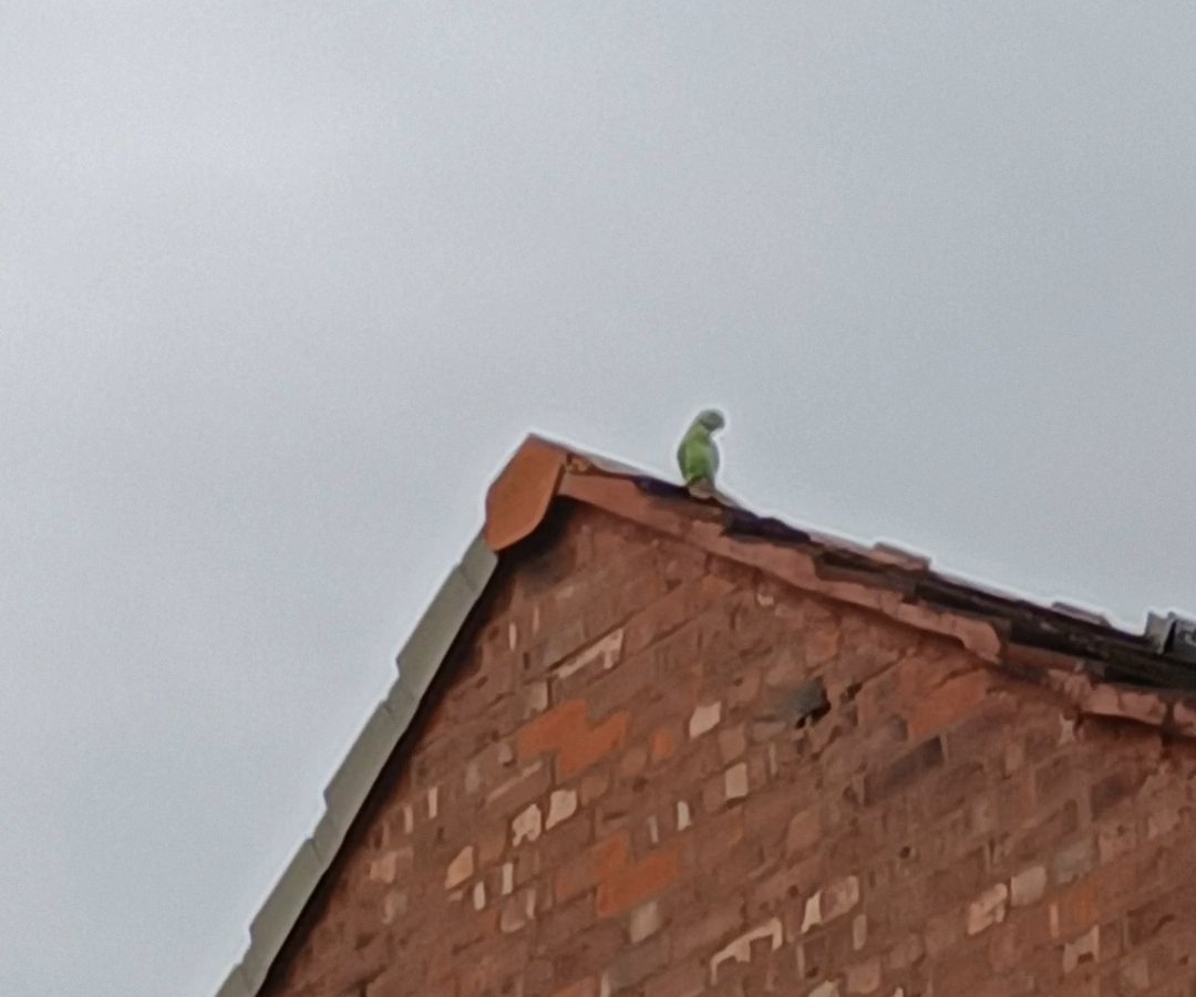 Secret Sand Land tweet media