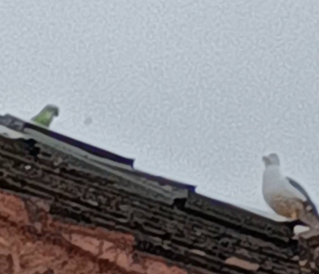 Secret Sand Land tweet media