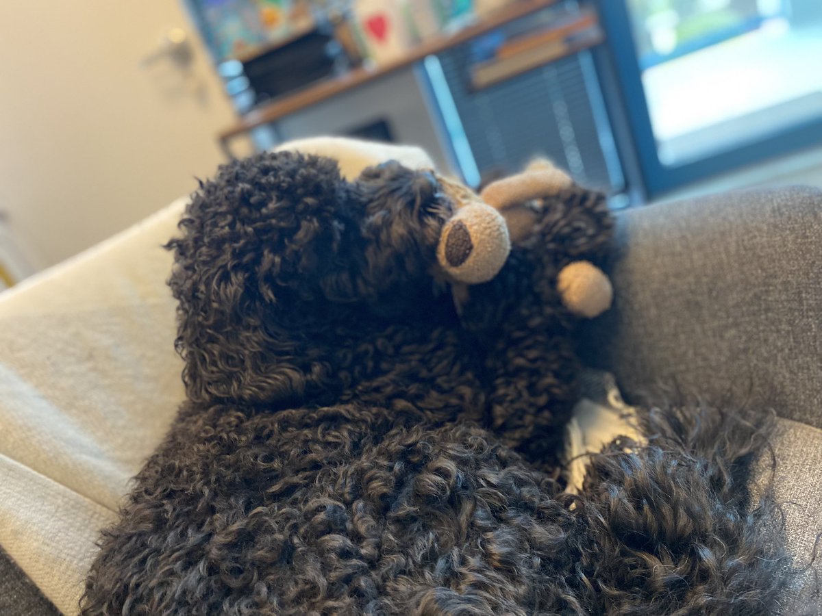 kathelburt's tweet photo. I couldn't resist snapping this photo of Bailey snuggling with his lion stuffy.
I love being able to bring him to work, it makes both he and me so happy. Thank you boss!
#BaileyBoy #BringYourDogToWork #WorkLifeBalance https://t.co/gWbF8fEuLs