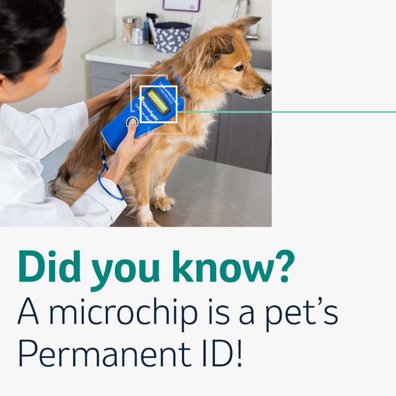 MerckAH's tweet photo. It’s #PetIDWeek! Do you know the benefits of getting your pet microchipped? 🐾
When you register your pet’s microchip, with services like @HAPetRescuer, you can make your pet’s microchip benefits and protection go even further! Click to learn more.