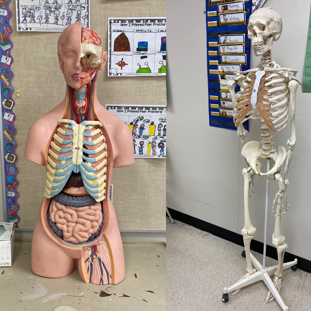 Mrs_Halladay's tweet photo. It’s the most wonderful time of the year!!!!!  Today we start learning about human body systems in grade 5!    @DrHannaSchool https://t.co/4mxVysPwkG