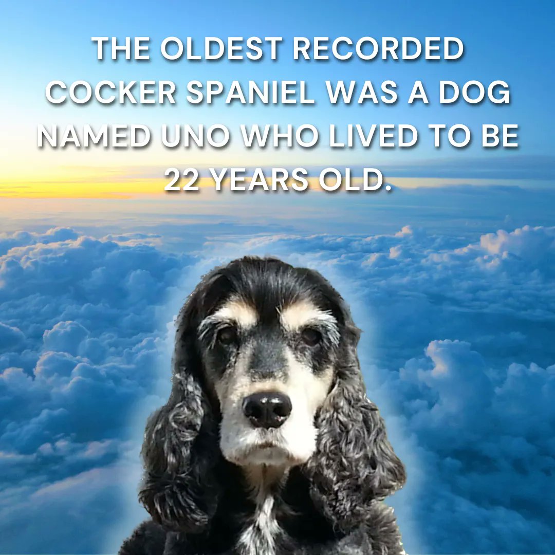 cocker_crazy's tweet photo. The oldest recorded cocker spaniel was a dog named Uno who lived to be 22 years old. He was born in 1987 and died in 2009. Uno lived with his owners, Norm and Cherie Steinberg, in Sherman Oaks, California. #cockerspaniels https://t.co/HUik2ZuNO4