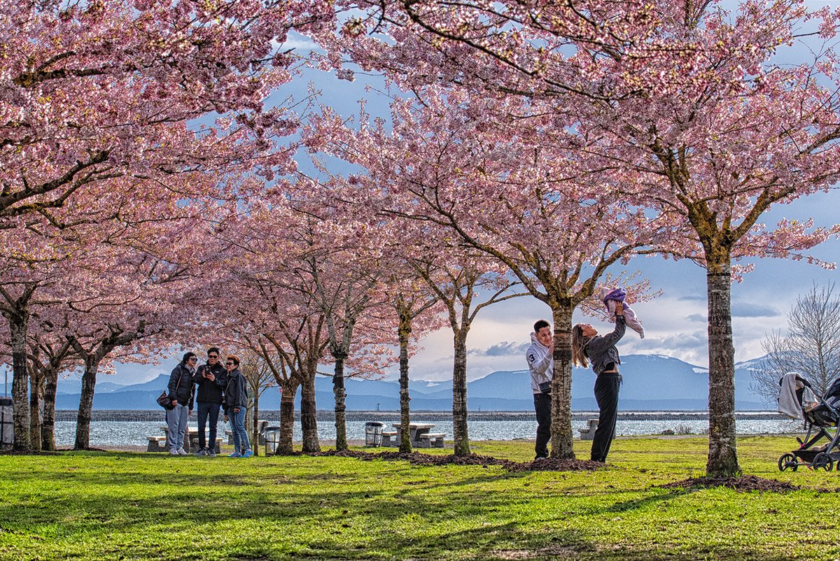 @SiKImagery @insta360 #SpringBloom #SiKPhotoChallenge #Photography #CherryBlossoms #CherryTrees #CelebratingSpring