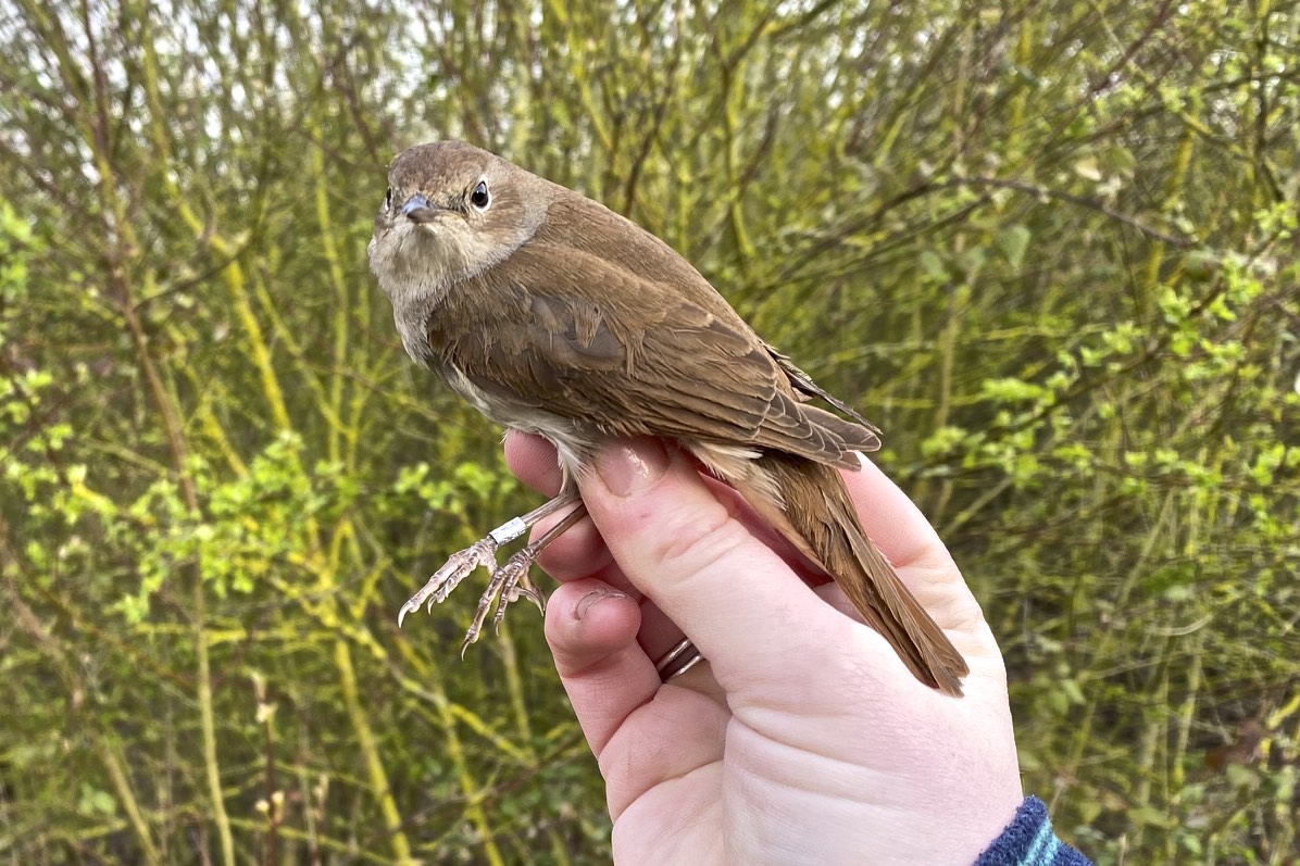 I was ringing with Jenny R. yesterday morning; we caught our first Nightingale for the year, 4 Blackcaps and 3 Chiffchaff. Five Willow Warblers, my favourite summer migrant was also on site and singing.
