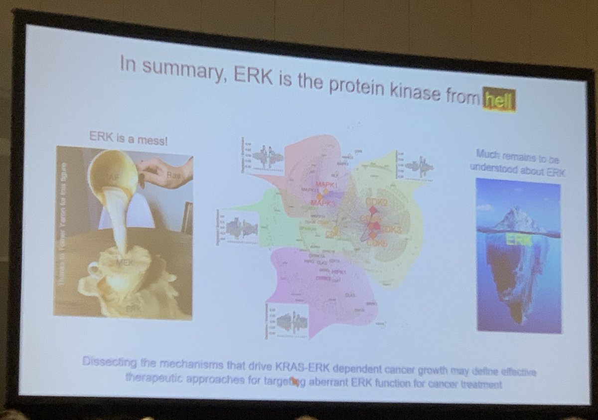 Dr. Ariella Hanker (@ariellahanker) on Twitter photo A highlights of every AACR annual meeting is the update on #KRAS biology from <a href="/cjder23/">Channing Der</a>. Amazing how much discovery there is left after 40 years, exemplified by the new KRAS signature and thousands of new ERK phospho substrates he described. #AACR23 #KillKRAS A highlights of every AACR annual meeting is the update on #KRAS biology from <a href="/cjder23/">Channing Der</a>. Amazing how much discovery there is left after 40 years, exemplified by the new KRAS signature and thousands of new ERK phospho substrates he described. #AACR23 #KillKRAS