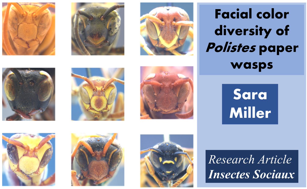 InsSociaux's tweet image. In this research article, Sara Miller provides us with a systematic descriptions of facial color pattern variation across the Polistes paper wasp genera.
Read the article here: rdcu.be/c96U8
#ColorPattern #wasps #facialdiversity #QualitySignals #museumcollection