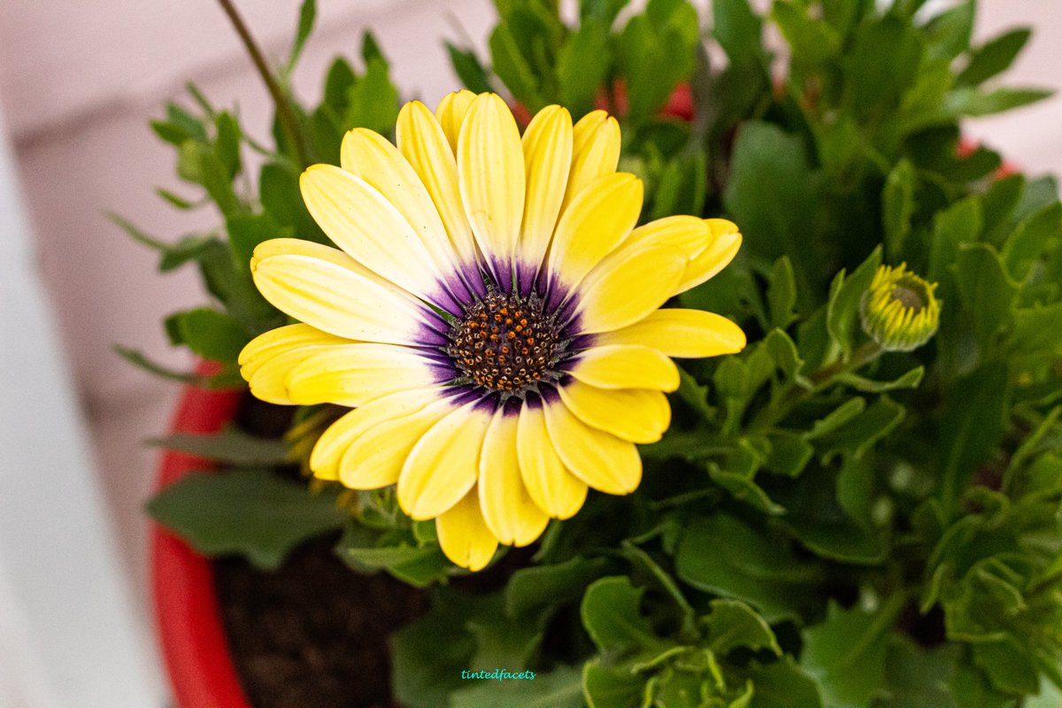 TintedFacets's tweet photo. Spring is springing everywhere! #canonusa #shotoncanon #komo4 #washingtonwomenphotographers #futurewomenphotography #nwapertures @seattlerefined @1889washington #everythingwashington @425magazine #sonorthwest #seattlesouthside #nature #naturephotography #flowers #Spring2023 https://t.co/LOabNCJkpg