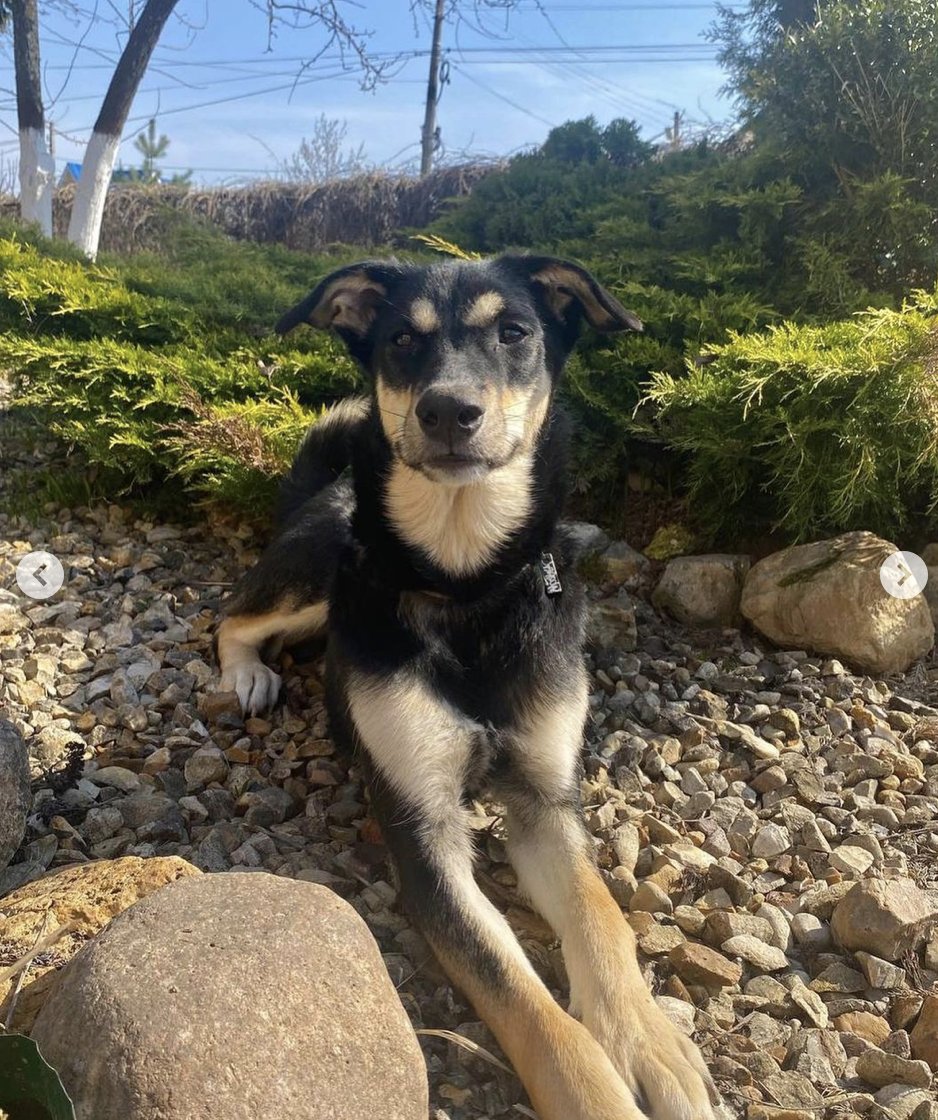 Волчок ищет дом в Москве или где-то не совсем далеко от Москвы. Умный, ласковый, занимался с кинологом. 

Дворняги кайфовые, несколько кожаных вещей/дорогих книг спустя становятся потрясающими друзьями, это я по своему опыту знаю.

Инфа тут: instagram.com/p/CrJING-NJOd/…