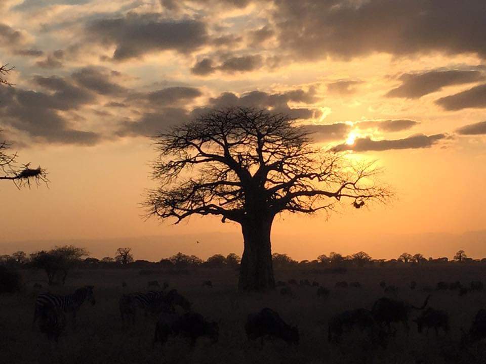 Karibu 🇹🇿 

safaricrewtanzania.com 

#Lion & #elephant family, warm #sunset #Tanzania #Africa #safari #nature #wildlifeonearth #discover #travelphotography #tanzaniasafari #BUCKETLIST #voyage