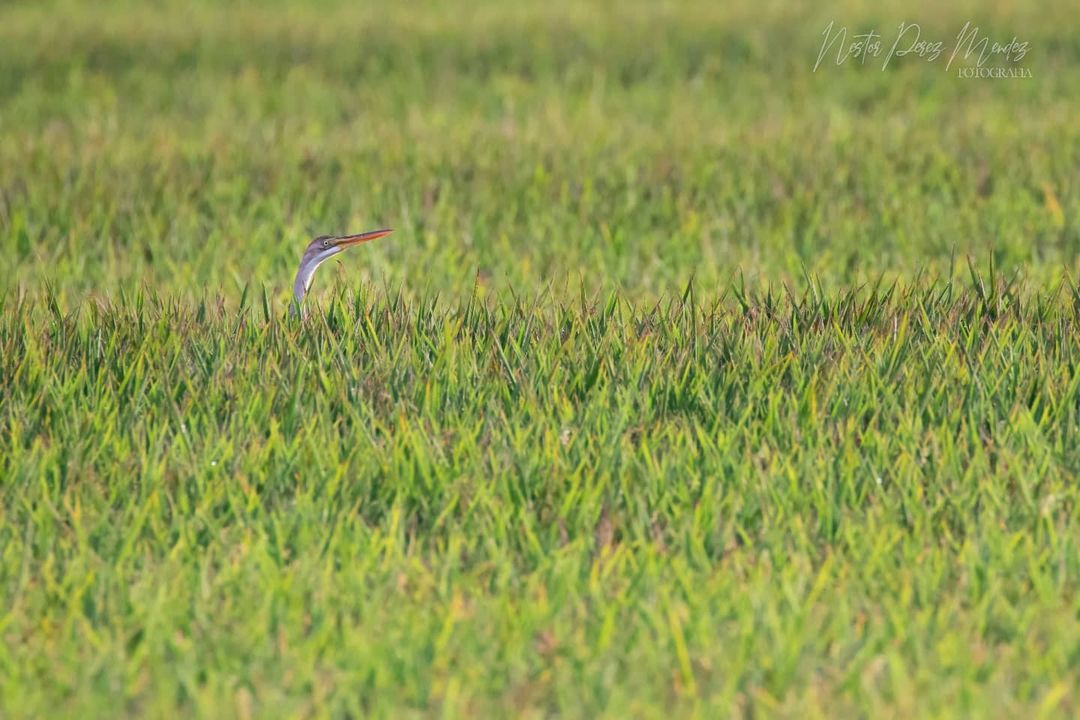 📢📢 🐸🦩🌾Are you interested in doing a PhD thesis about wetlands, biodiversity conservation and  provisioning of ecosystem services in rice agrosystems? We are offering a 3-years contract to work with me and <a href="/carles_alcaraz/">Carles Alcaraz (@carlesalcaraz.bsky.social)</a> in <a href="/irtacat/">IRTA</a>  More info: borsatreball.irta.cat/enlace_oferta.…