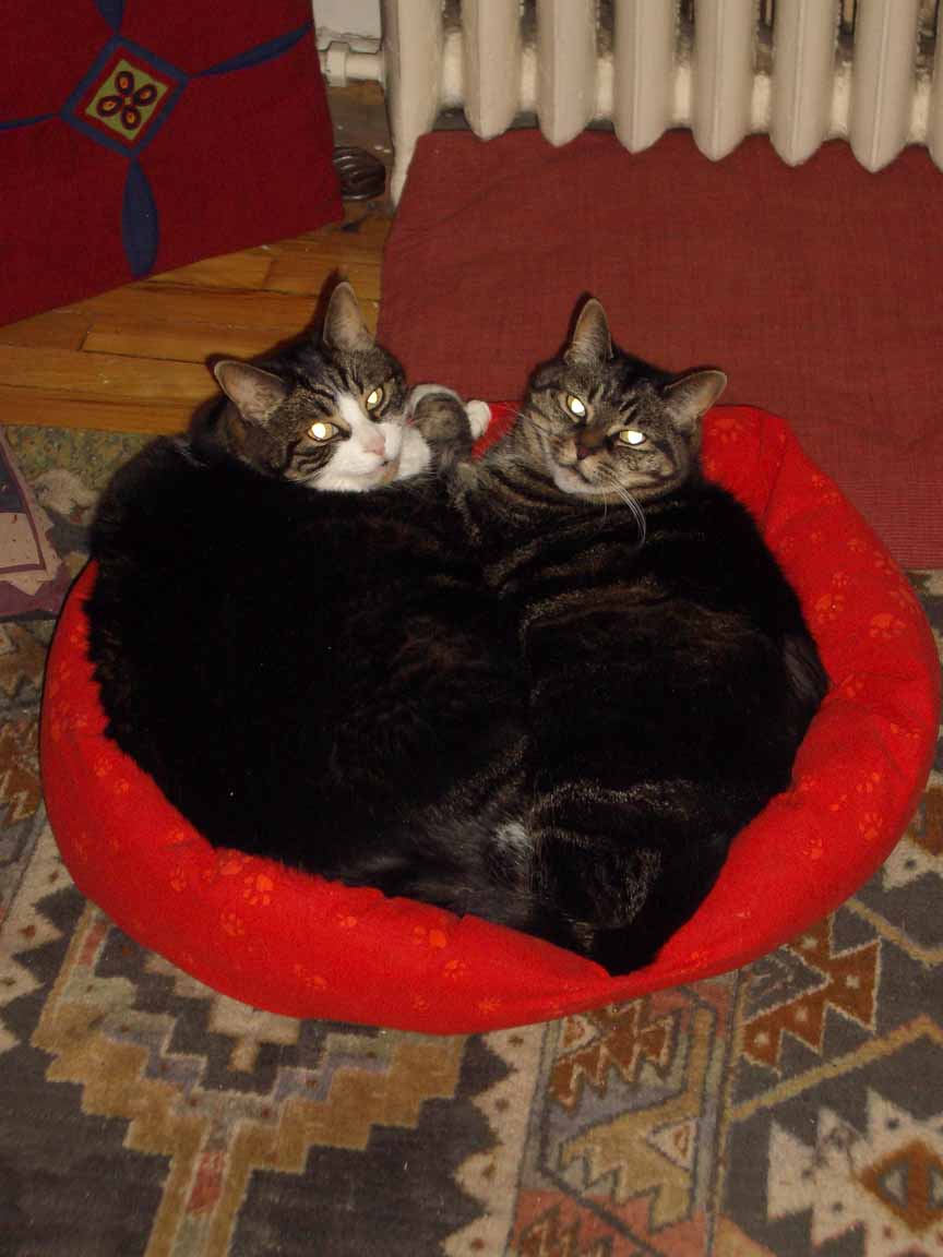 SugarCamp2's tweet image. 33.45.78 #nowplaying
@CIUT895FM
ciut.fm for live feed

Further on up the Road

#TheHeart - Treat Me Bad - 45 - Sir John A rec - Almonte ON (Birth place of basketball) - 1967

#vinyl #vinylrecords #records #albums #albumsyoumusthear 

another kind of heart