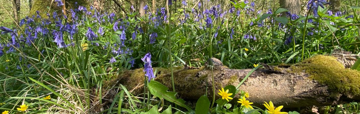 RForestVision's tweet photo. Did you know you can enjoy bluebells and learn to recognise birdsong in Corby? Next Saturday there's a great opportunity for the family to experience spring in this Ancient Woodland in the town  
https://t.co/5raszK3Q6S
@lovecorbyuk https://t.co/oc1CnjAU7B