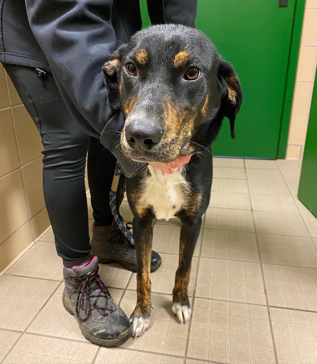 oipalaquila's tweet photo. Anastasia è stata tradita dal suo umano a neanche un anno di vita.

Ora è in canile. Soffre molto, è dolcissima, taglia media e sterilizzata. 

SÌ a persone dinamiche. 
Arriva nel centro e nord Italia
📞3470079297 (solo mess di presentazione su whatsapp) https://t.co/kThpf10QDQ