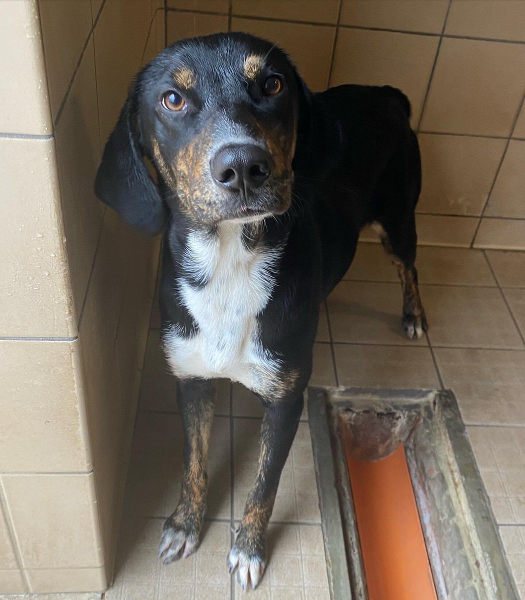 oipalaquila's tweet photo. Anastasia è stata tradita dal suo umano a neanche un anno di vita.

Ora è in canile. Soffre molto, è dolcissima, taglia media e sterilizzata. 

SÌ a persone dinamiche. 
Arriva nel centro e nord Italia
📞3470079297 (solo mess di presentazione su whatsapp) https://t.co/kThpf10QDQ