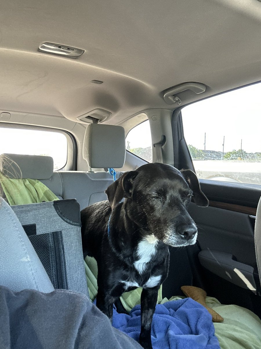 Chippewasadface's tweet photo. @TAMU Gig em from this sleepy lil Ag who got to come home yesterday (: https://t.co/hATWee99Wv
