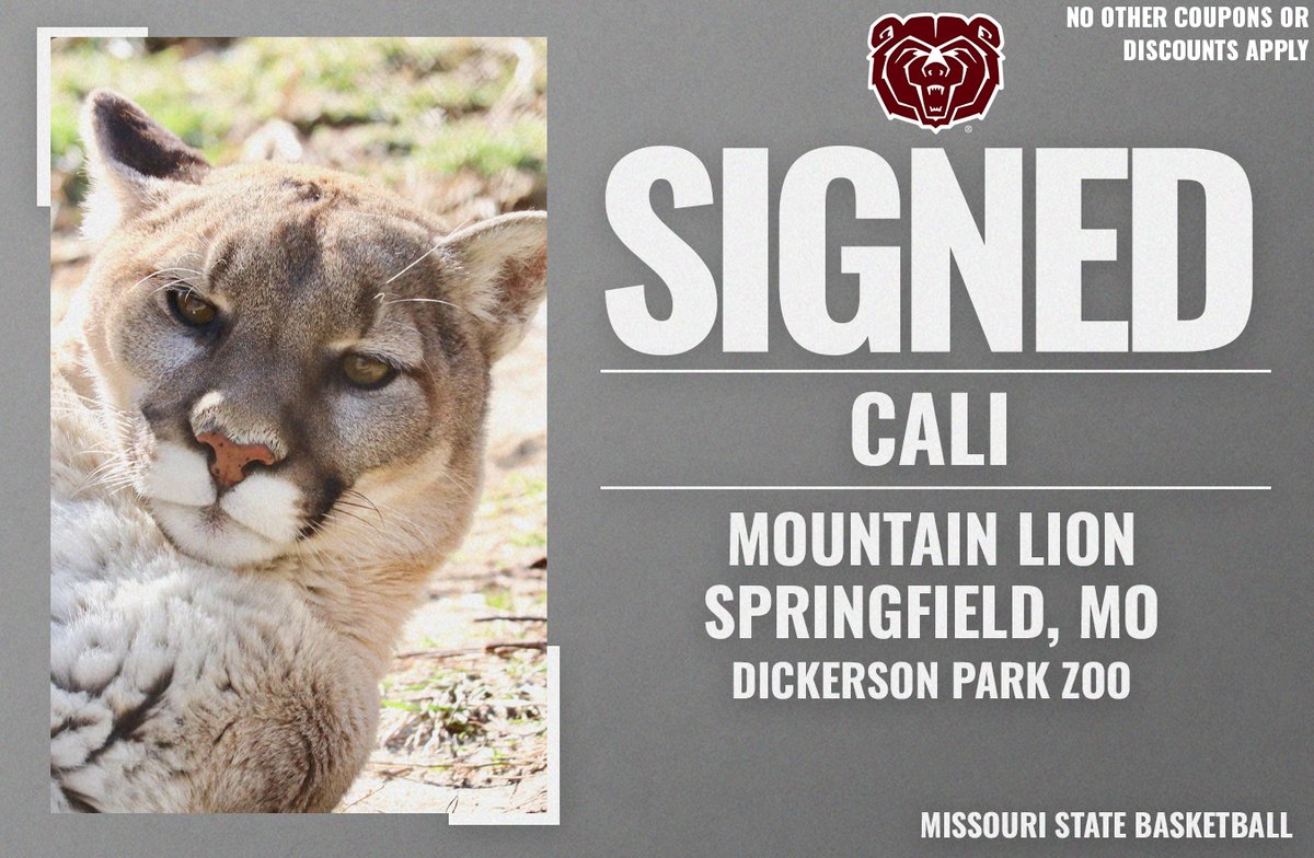 MissouriStBears's tweet photo. MSU students through May 13 will receive half off admission with valid ID. Check out our post from last week for rules on how to win a bear encounter. #gobears #lovedpz #moconservation
SIGNED!
Visit the @dpzoo & see Cali in action!
-18' vertical jump
- 30'+ horizontal leap https://t.co/6JVOLbOsZ7