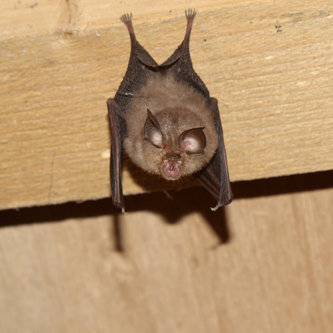 ForestryEngland's tweet photo. After hibernating over winter, our resident bats will be out in force this spring 🌸

#DidYouKnow the UK is home to 18 different species?

Most can be spotted in woodlands, as trees are important for breeding, feeding and roosting 🌳

📷 Simon Bound

#BatAppreciaionDay https://t.co/vh8VtpjfZs