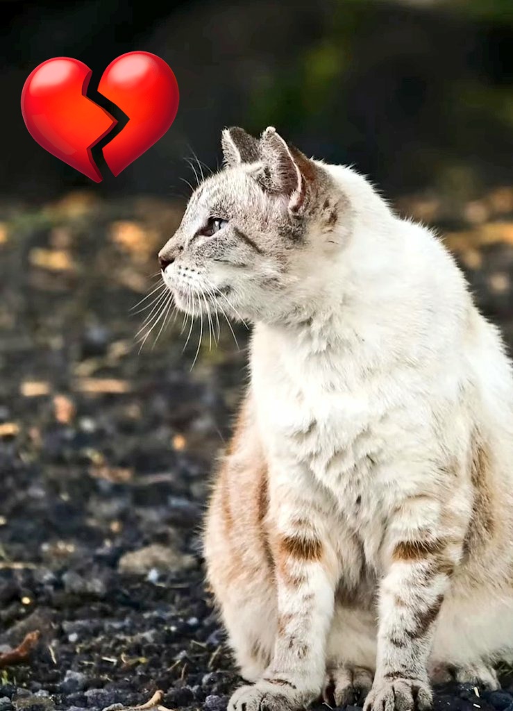 MeowMiya88's tweet photo. Unwanted, just trying to survive! 😿🙏#CatsOfTwitter Need your help NOW 📢🇺🇸🆘️💔⏳Please RT &amp; sign the petition(link in quoted tweet) to stop @dlnr @USFWSPacific @USFWS from starving &amp; killing of Queen's Marketplace shopping center cats in Hawaii #AnimalCruelty #AnimalAbuse 😱 https://t.co/hN8AXRGy2P