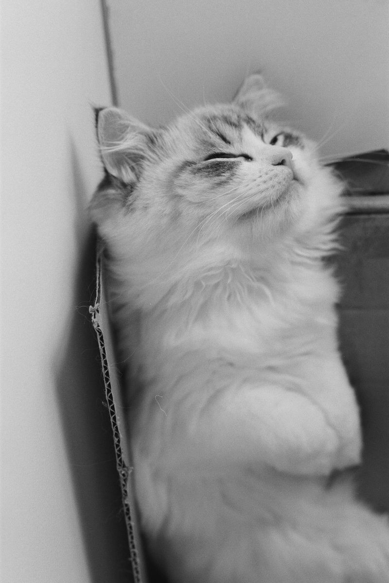 KSai0207's tweet photo. うちのねこも見てください
#acrosii #キャノンニューf1 #フィルム写真 #50ミリしか使えない人 https://t.co/vdKdeYQ9QX