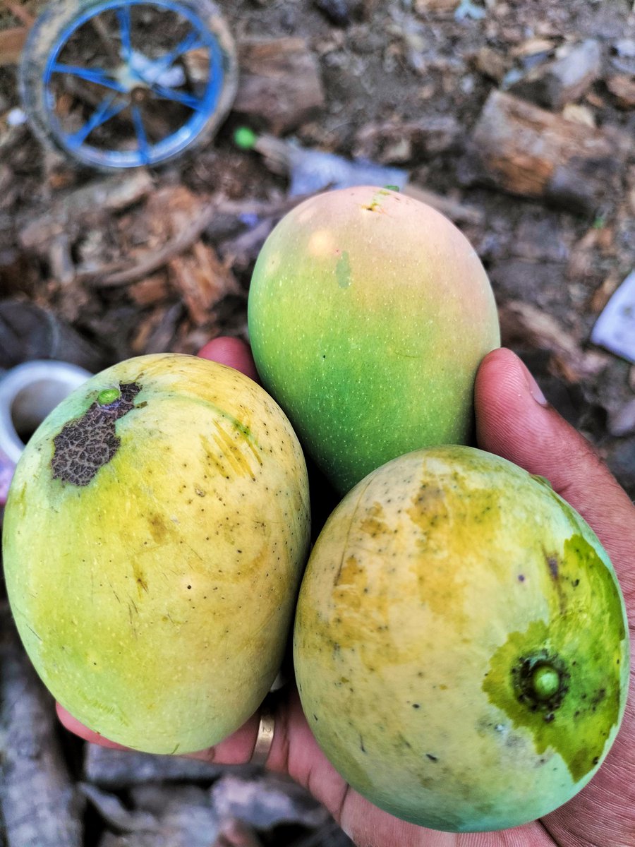 Vib0202's tweet photo. Mango Natural, really sweet taste... https://t.co/7YtPKTjovR
