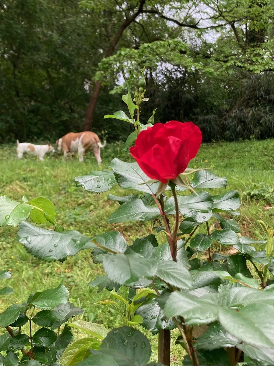 Smelling the roses aaaand other stuff!! hahaha
First rainy day bloom this year! Yay!🌹